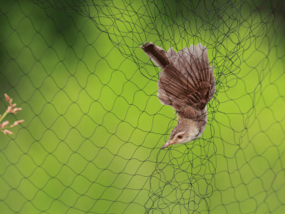 Anti-Bird / Pigeon Nets
